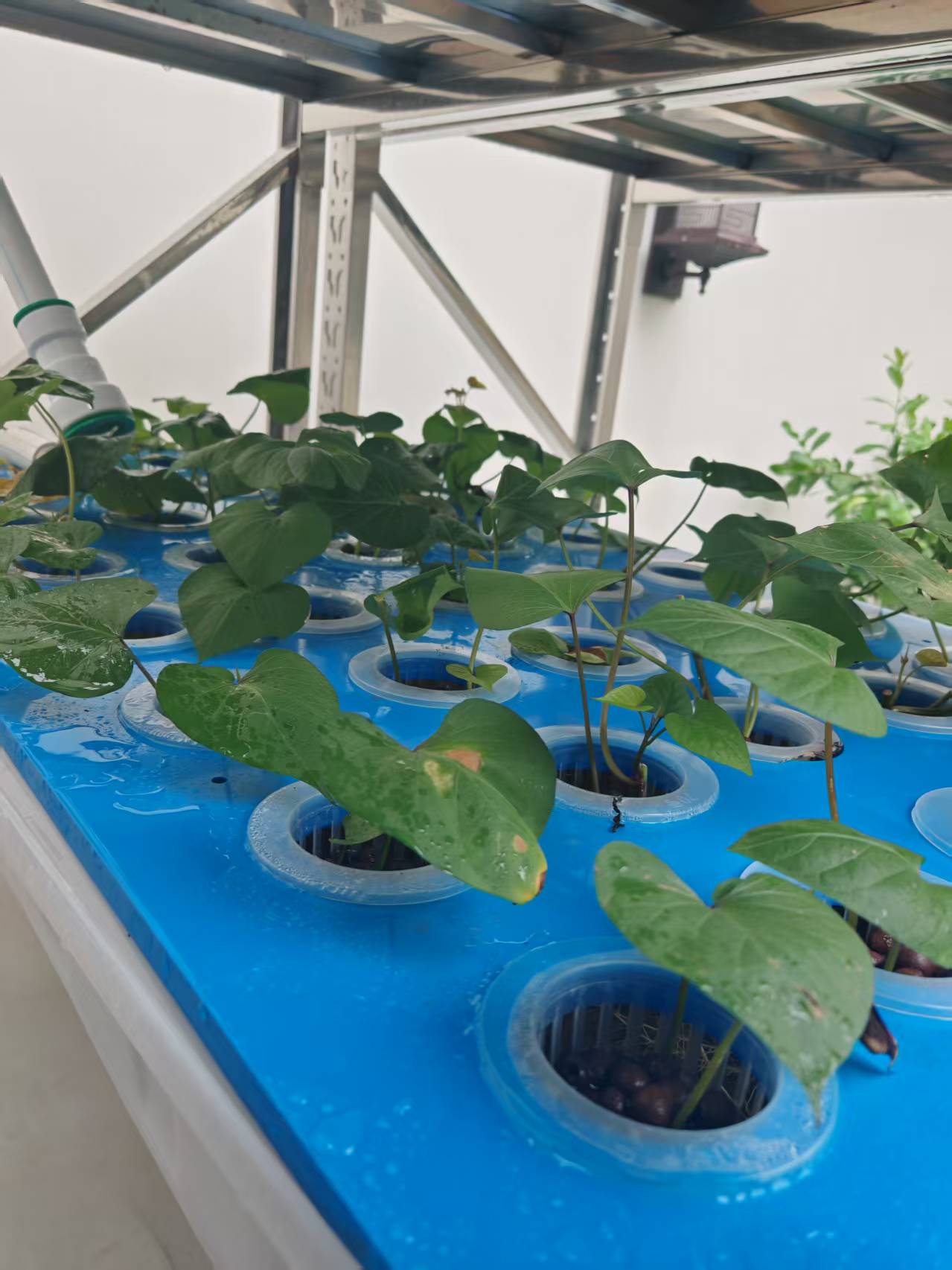 Plants in blue growing boards
