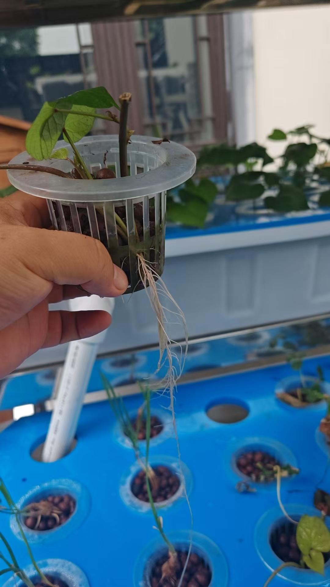 Net cup and visible roots